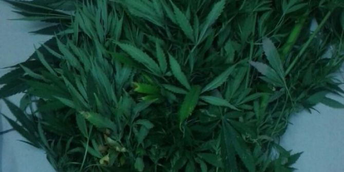 Evinin Bahçesine Hint Keneviri Ekmiş