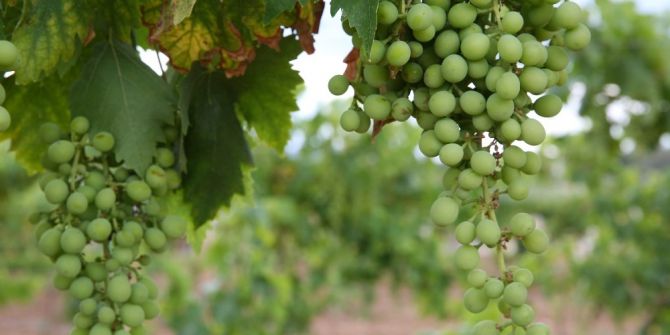 Buca Üzüm Bağı İlk Hasada Hazırlanıyor