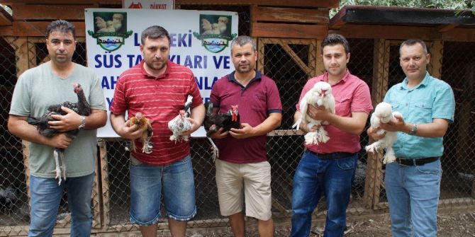 Milli Tavuk Irkları Koruma Altına Alınıyor
