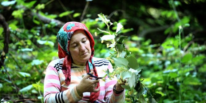 Dünyanın En Büyük Ihlamur Ormanında Hasat Başladı