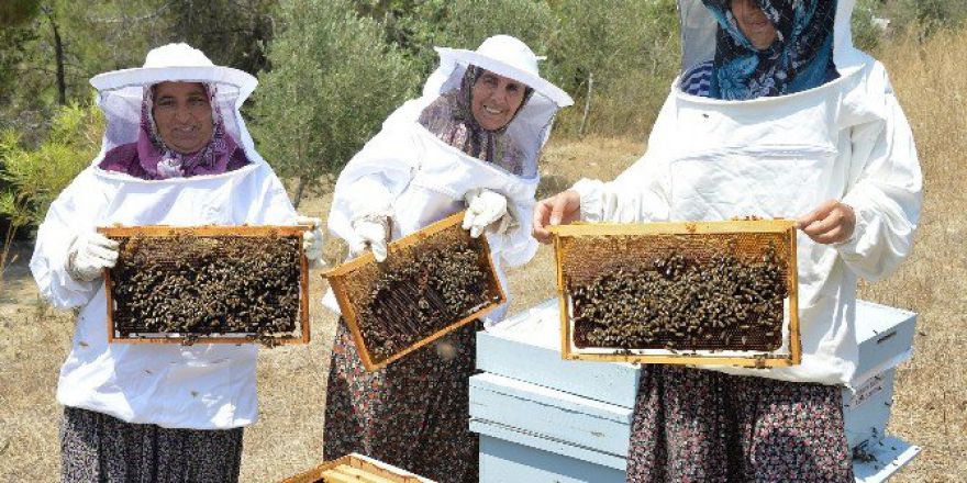Büyükşehir’in Dağıttığı Kovanlardan Bal Alınmaya Başlandı