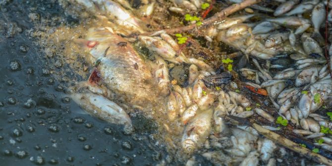 Bursa’da Korkutan Balık Ölümleri