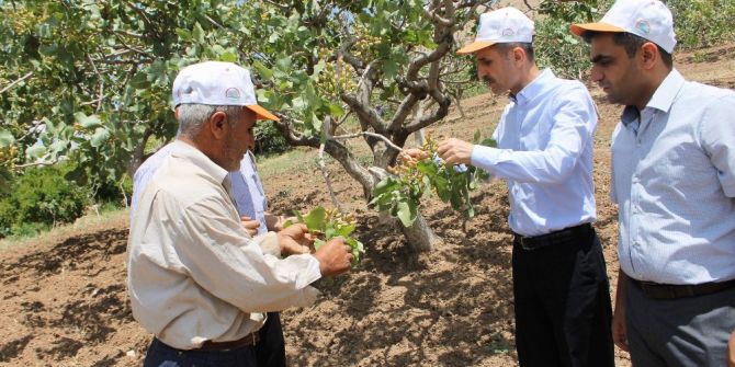 Siirt’te Fıstık Üreticisi Yüksek Rekolte Bekliyor