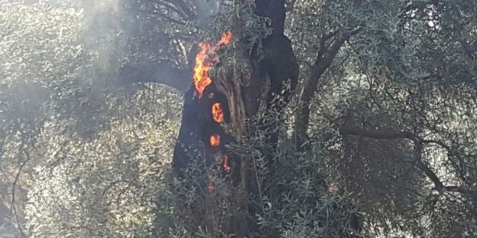 Sultanhisar’daki Yangının Sigaradan Çıktığı Belirtildi
