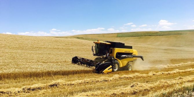 Sungurlu’da İlk Buğday Hasadı Yapıldı