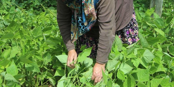 Taze Fasulye Altın Çağını Yaşıyor