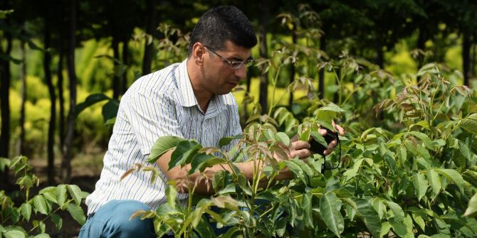 Bursa’da Orman Köylerine 30 Bin Ceviz Fidanı