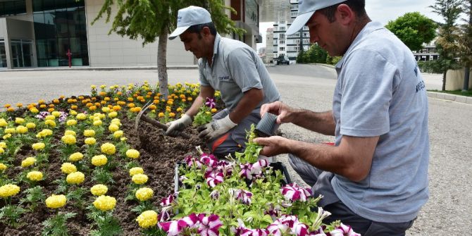 Yaz Geldi Mamak Yeşillendi