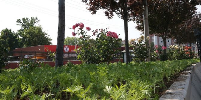 Sincan Caddelerinden Gül Kokuları Yükseliyor
