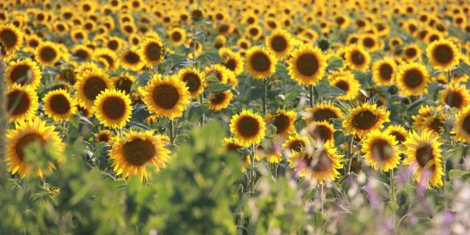 Tarlaların ‘Sarı Gelini’ Görsel Şölen Sunuyor