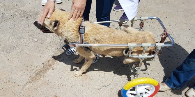 Aracının Motoruna Sıkışan Kedi Hayatını Değiştirdi