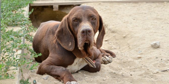 Çatalburun Irkı Saflaşıyor
