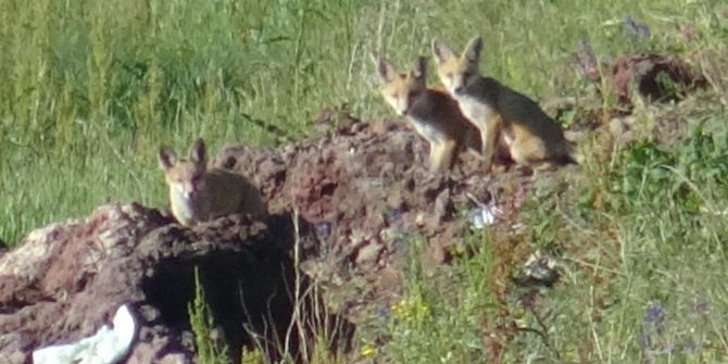 Yavru Tilkiler Annelerinin Yiyecek Getirmesini Yuvaları Üzerinde Bekliyor