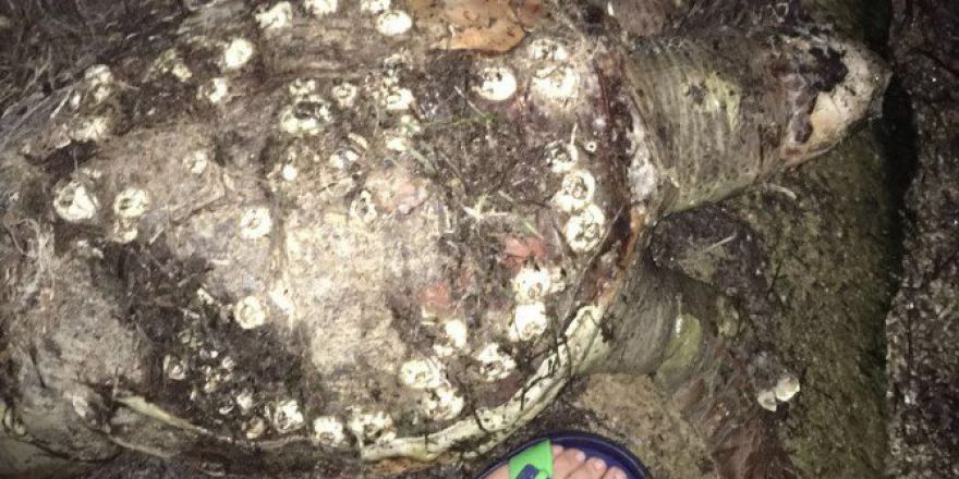 Milas’ta Ölü Caretta Caretta Kıyıya Vurdu