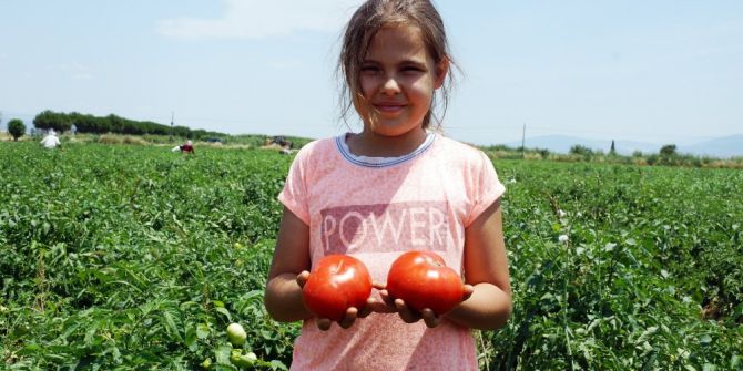 Aydın’da Tarla Domatesi Hasadı Başladı