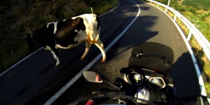 Başıboş İnekler Daracık Yolda Trafiği Birbirine Kattı