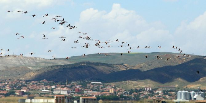 Avrupa’da Nesli Tükenme Noktasına Gelen Flamingoların Yeni Adresi Tuz Gölü