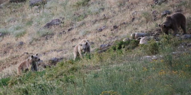 Düzgün Baba Ziyaretgahının Doğal Yaşamdan Ziyaretçileri