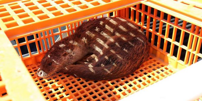 İş Yerine Giren Su Samuru Doğal Yaşam Ortamına Geri Bırakıldı