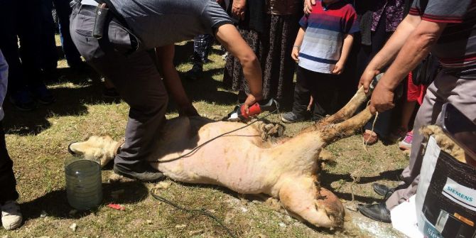 Develi’de Koyun Kırım Şenliği Düzenlendi