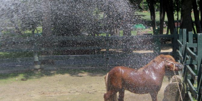 Bursa’da Sıcaktan Bunalan Hayvanlar Böyle Serinledi