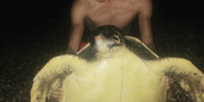 Caretta Carettalar Tatilcilerin Maskotu Oluyor