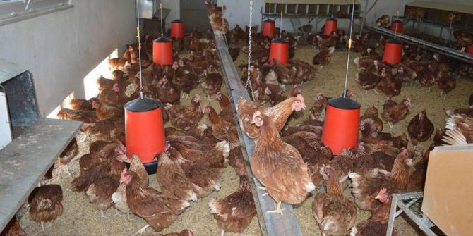 Ordu’da Haftada 150 Bin Yumurta Üretiliyor