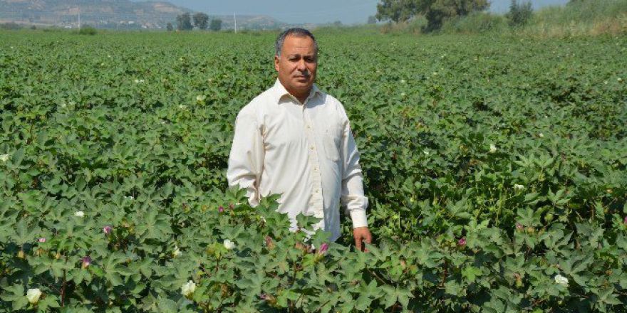 Söke Ovası’nda Pamukçunun Yüzü Gülüyor
