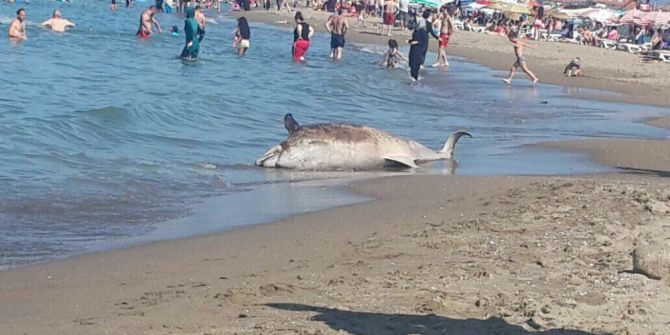 Ölü Yunus Balığı Karaya Vurdu