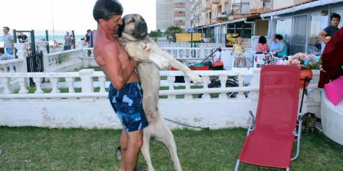 Dev Kangal Köpeğine Gözü Gibi Bakıyor