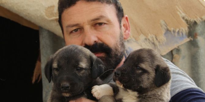 Hazır Süt Kangal Yavrularını Öldürüyor