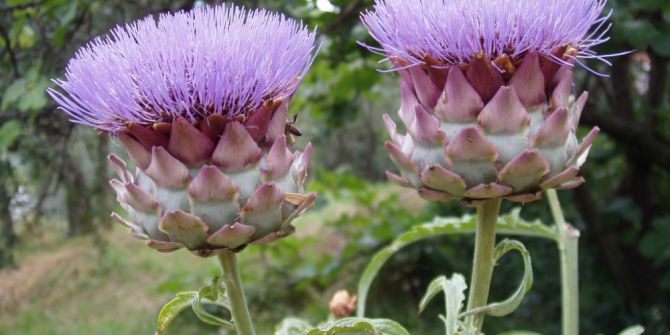 Karaciğere Faydalı Olan Bitkiler