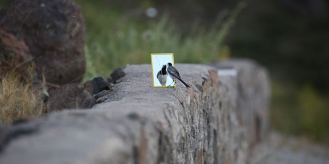 Ayna Meraklısı Kuş Görenleri Şaşırtıyor