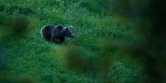 Türkiye’nin Doğal Hayatını Fotoğraflıyor
