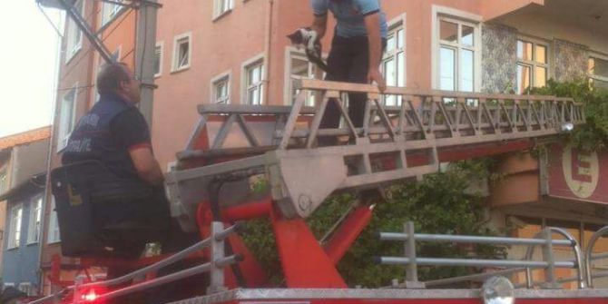 Tabela İle Duvar Arasına Sıkışan Kedi Kurtarıldı