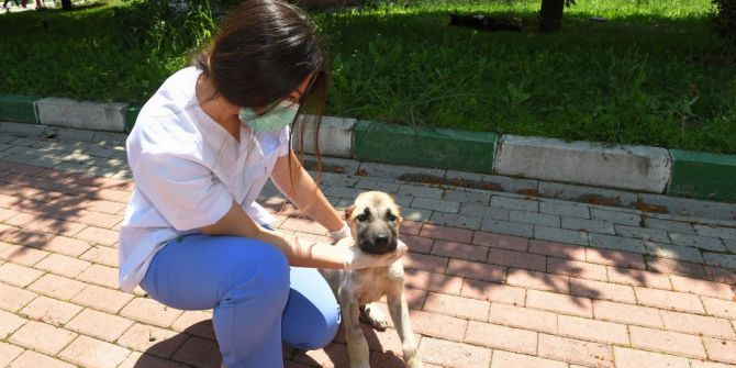 Köpeğin Kulağını Kestiler, Belediye Hayata Döndürdü