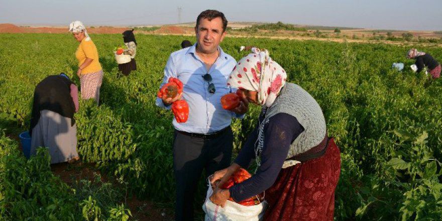 Elbeyli İlçesinde Biber Hasılatına Başlanıldı