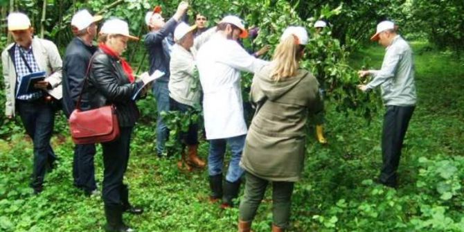 Samsun’da Fındık Rekolte Çalışmaları Tamam