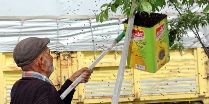 Binlerce Bal Arısını Yağ Tenekesine Doldurdu
