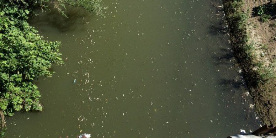 Bartın’daki Balık Ölümlerinin Araştırması Tamamlandı