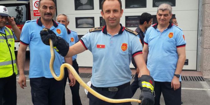 Ankara İtfaiyesi 294 Hayvanı Kurtardı