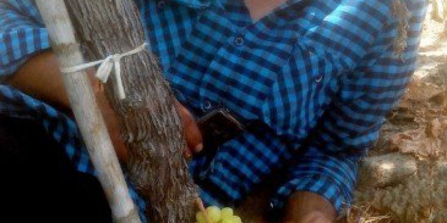 Asmanın Gövdesinden Üzüm Çıktı