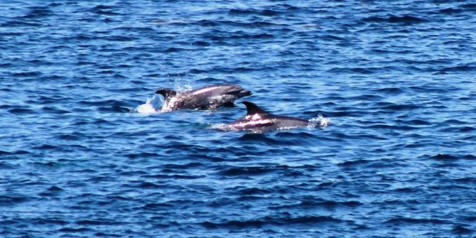 Çanakkale Boğazı’nda Yunus Şovu