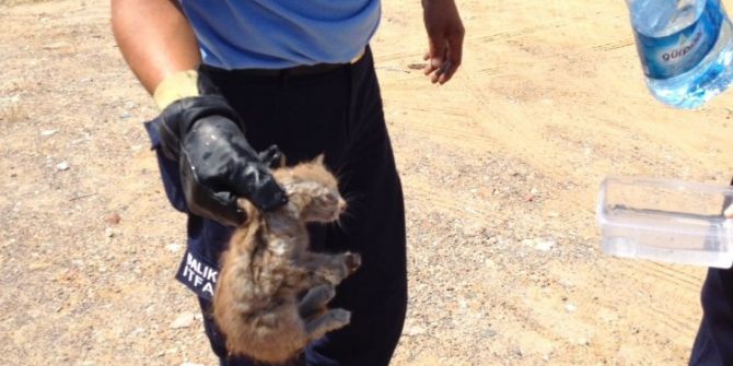 Kedi Mahalleyi Ayağa Kaldırdı
