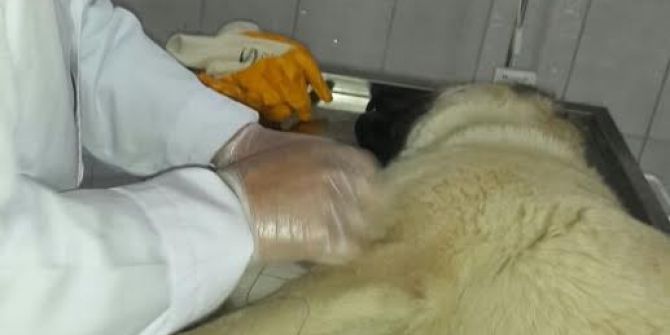 Yaralı Köpek Tedavi Edilerek Sahibine Teslim Edildi