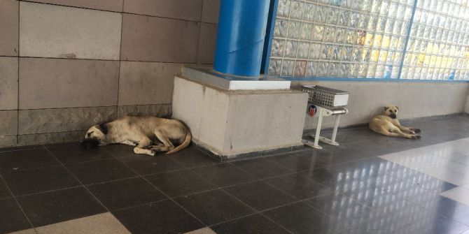 Başakşehir Belediyesi Sıcak Havalarda Sokak Hayvanlarını Unutmadı