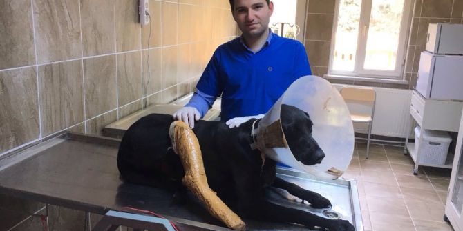 Yaralanan Sokak Köpeği Tedavi Edildi
