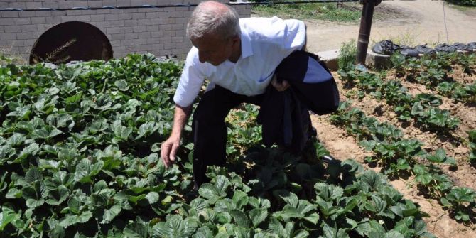 Evinin Damını Bostana Çevirdi