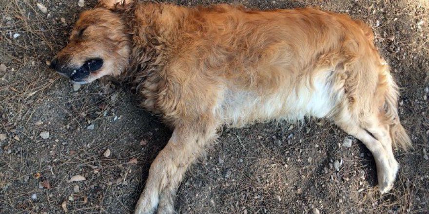 Antalya’da Köpekleri Zehirleyerek Öldürdüler