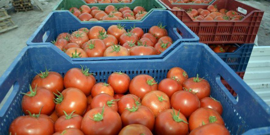 Çameli Domatesi Dünya Pazarına Açılıyor